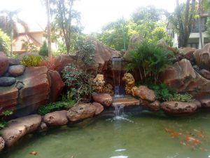 tukang kolam koi surabaya