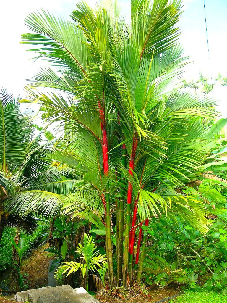 palem-merah